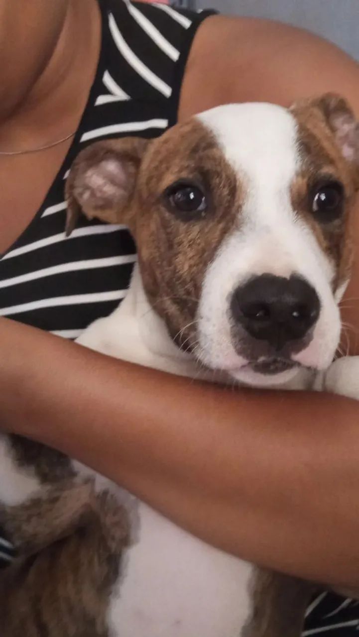 Filhote de Pitbull 4 meses  - Foto 3