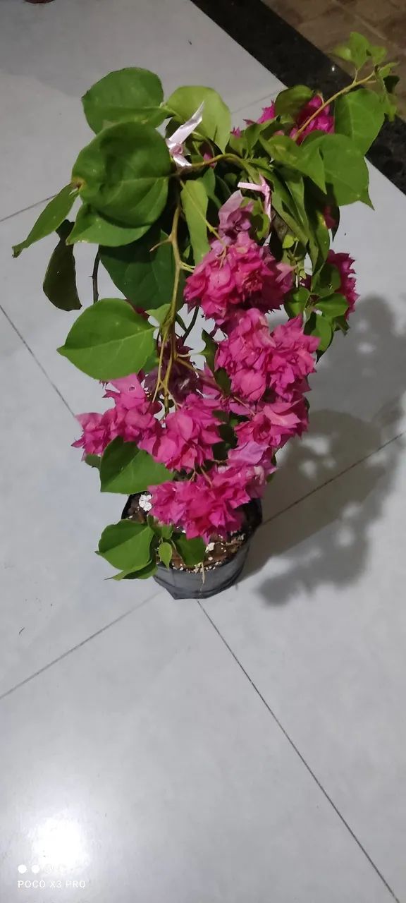 Mudas de plantas ornamentais e outras  - Foto 2