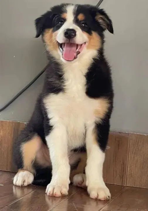 Border Collie - Grande São Paulo