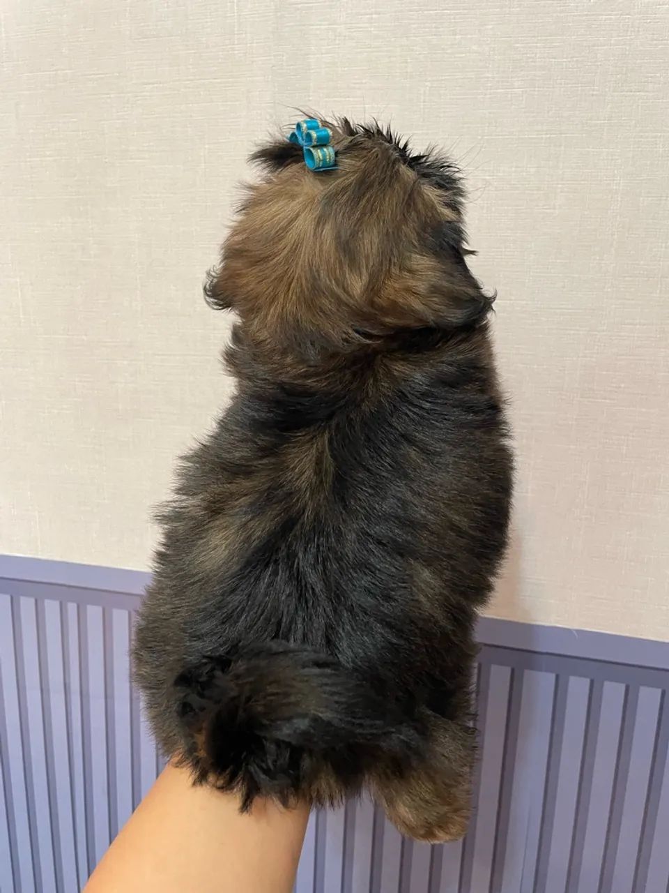 Shih -Tzu Macho - Foto 2