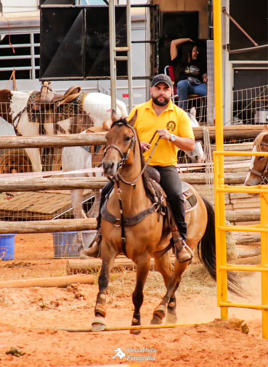 Cavalo quarto de milha  - Foto 6