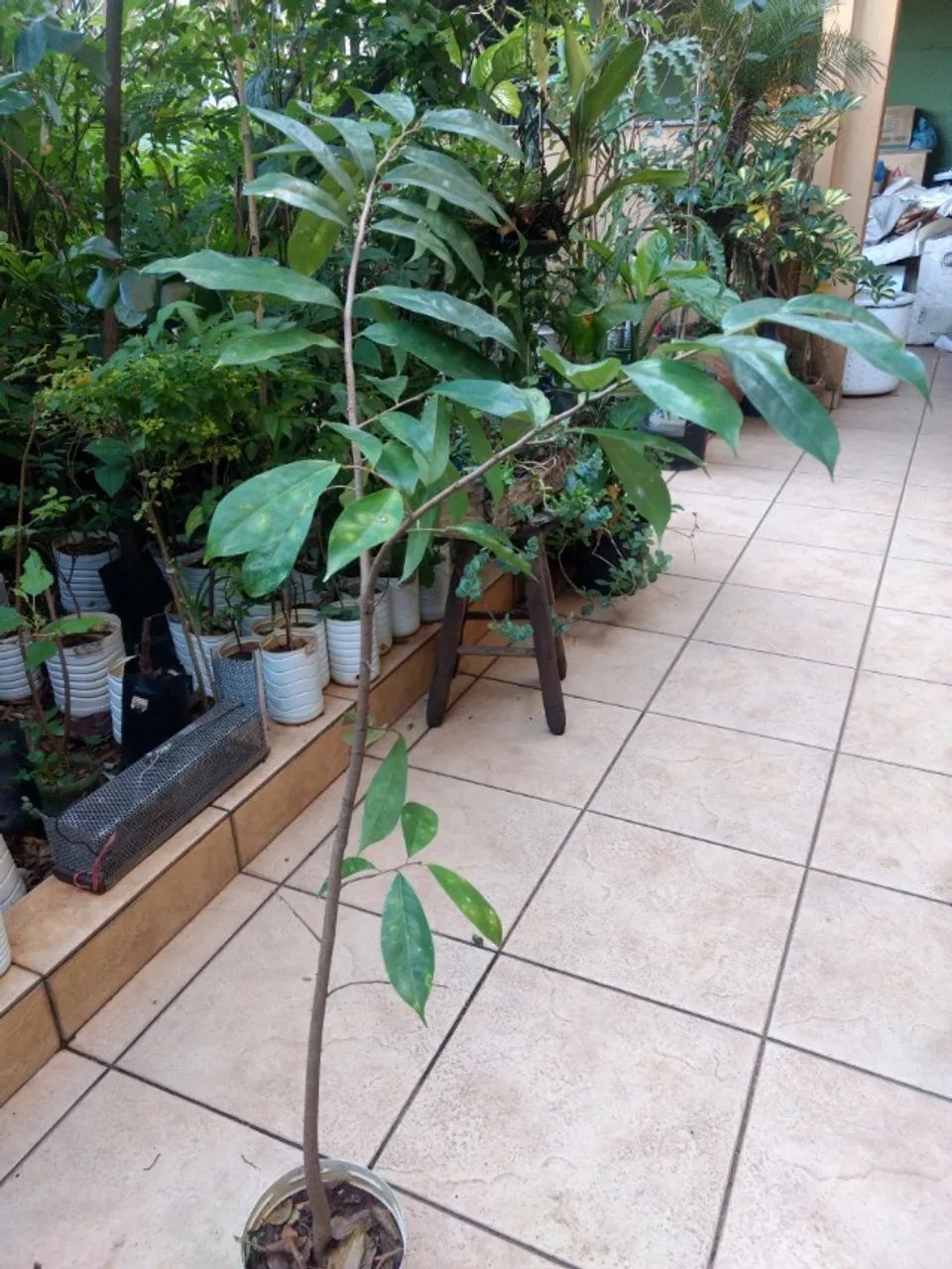 Vendo Mudas de Graviola Gigante - Guarulhos  - Foto 4