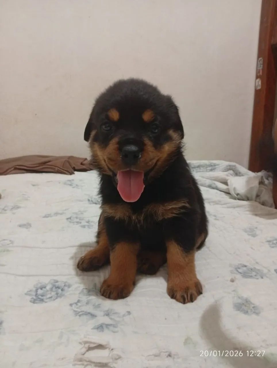 Casal de Rottweiler 