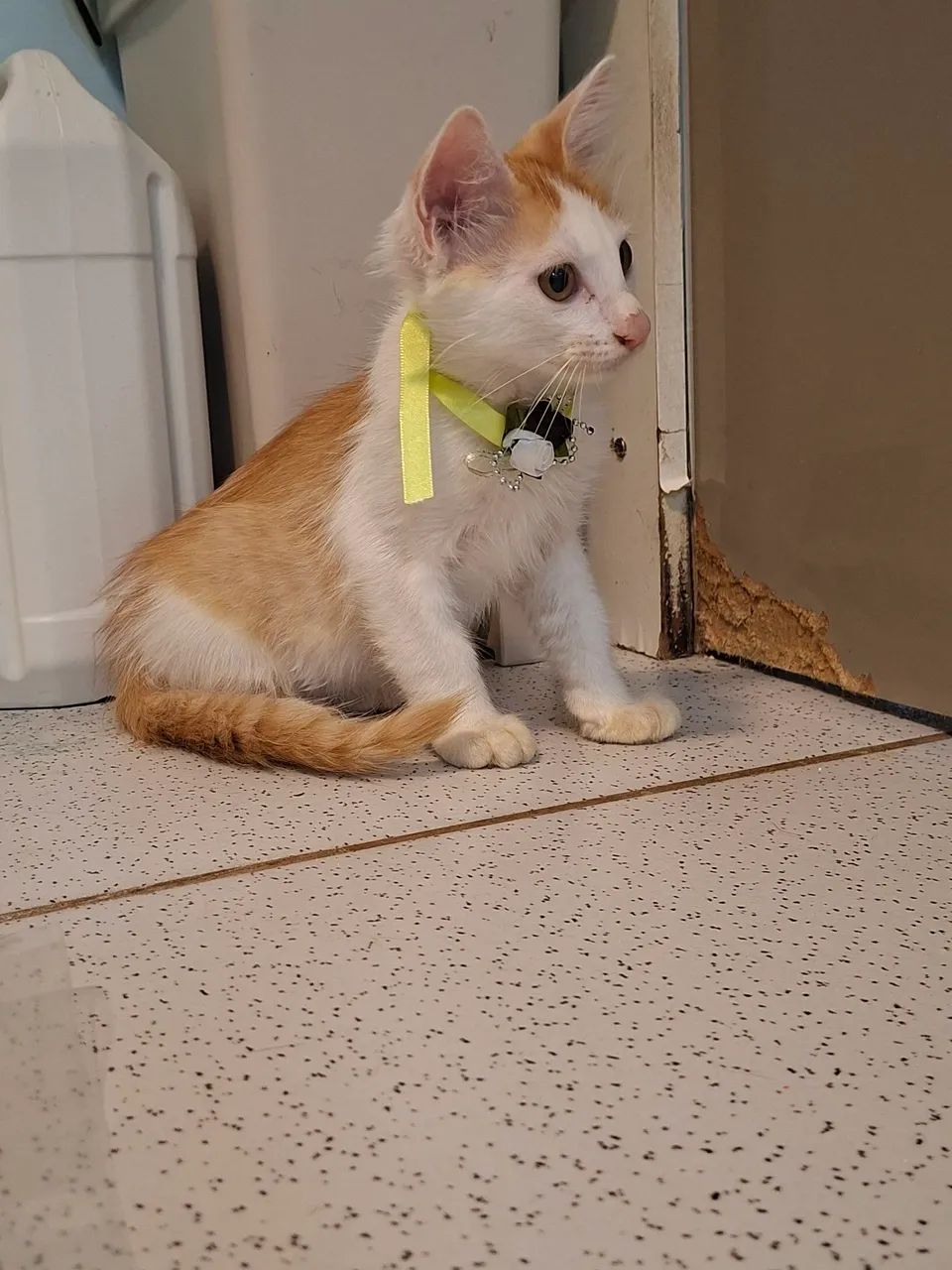 Adote o Gabriel - Foto 3