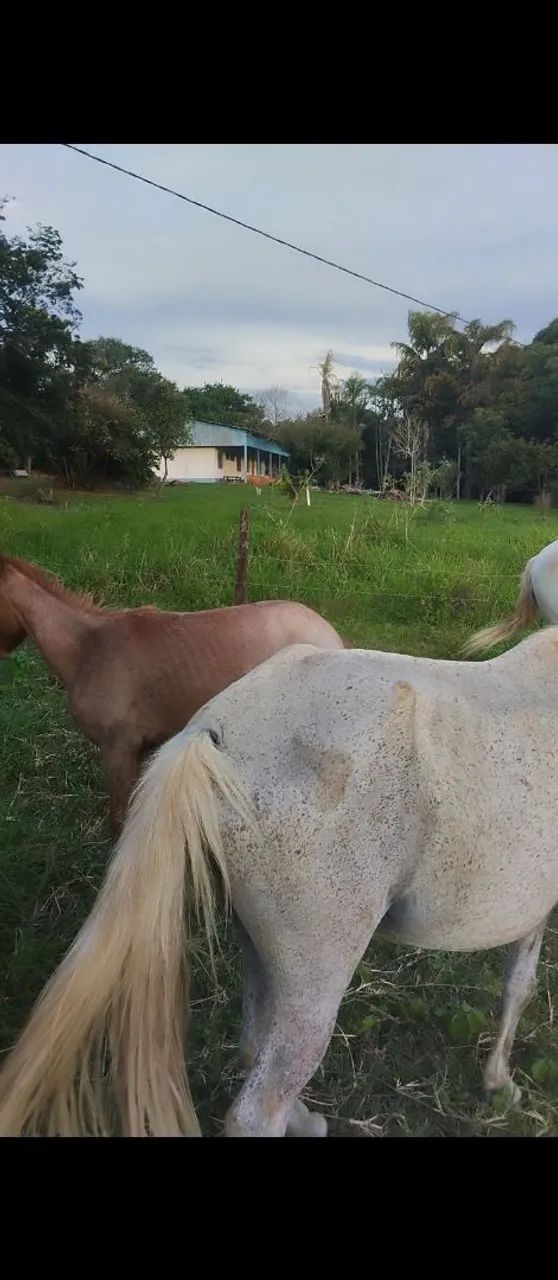 Égua parida de fêmea  - Foto 4
