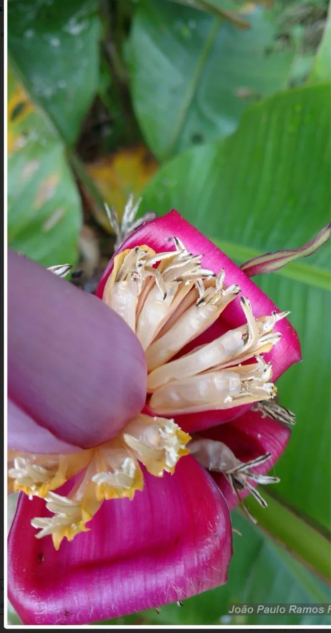 BANANA ROSA Asiática 