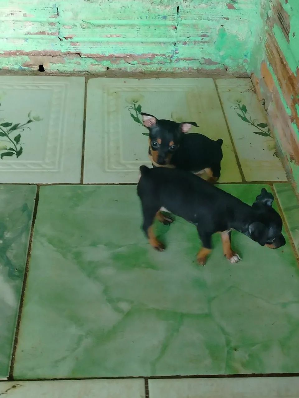Pinscher 1 puro de pai e mãe  - Foto 2