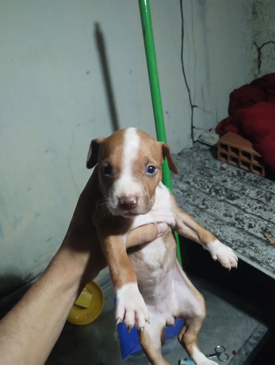 Cachorro Pitbull  - Foto 2