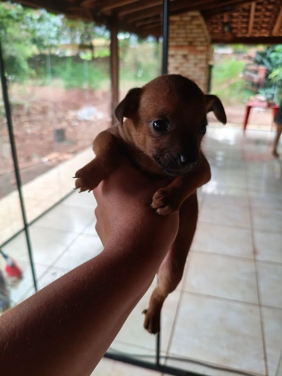 Pincher  - Foto 5