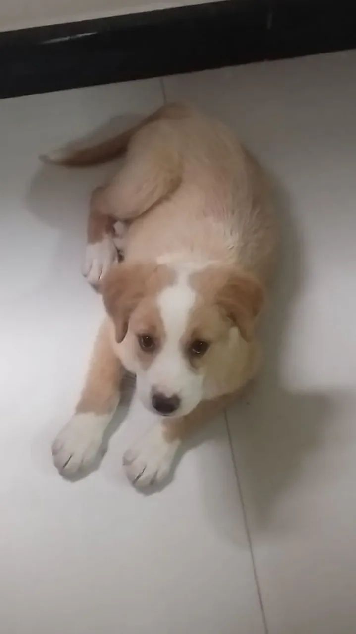 Cachorro para doação  - Foto 2