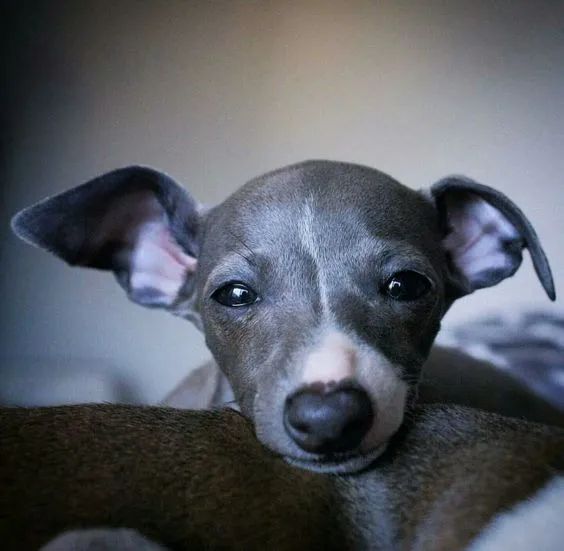 Galgo Italiano  - Foto 3