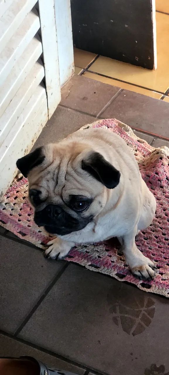 Cachorro | Raça Pug - Foto 5