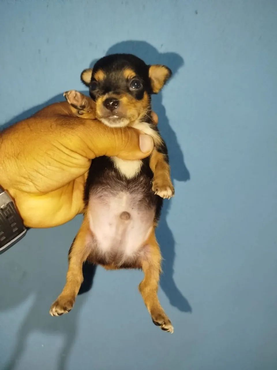 Pinscher macho - Foto 4