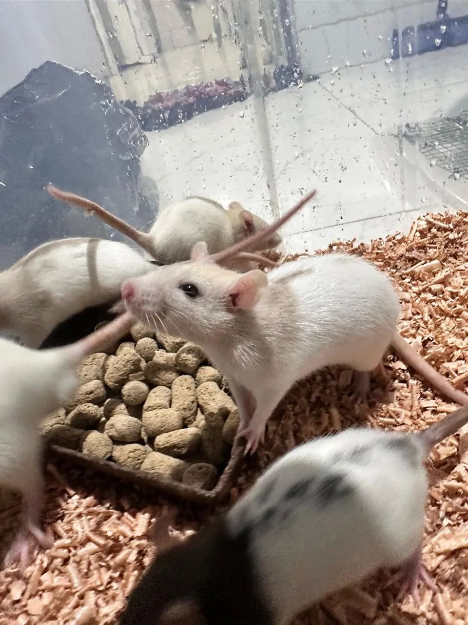 Duas Ratinhas Twister - Foto 2