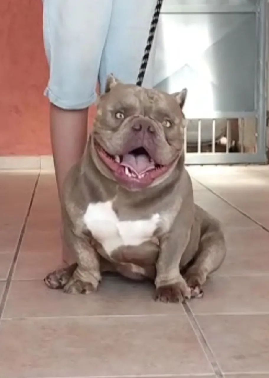 American Bully