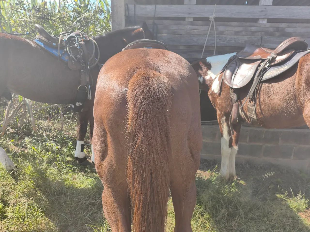 Cavalo quarto de milha - Foto 2