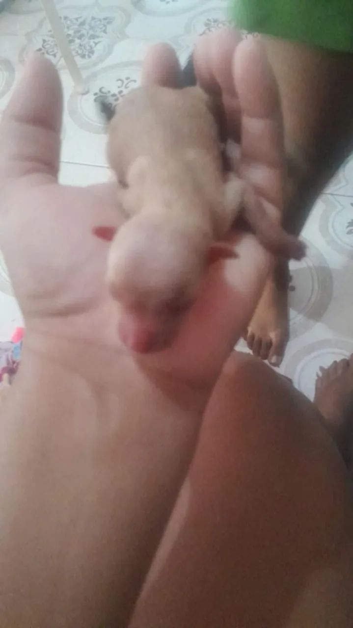 Pinscher 1 - Foto 4