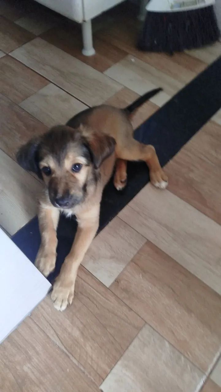 Doação pet  - Foto 2