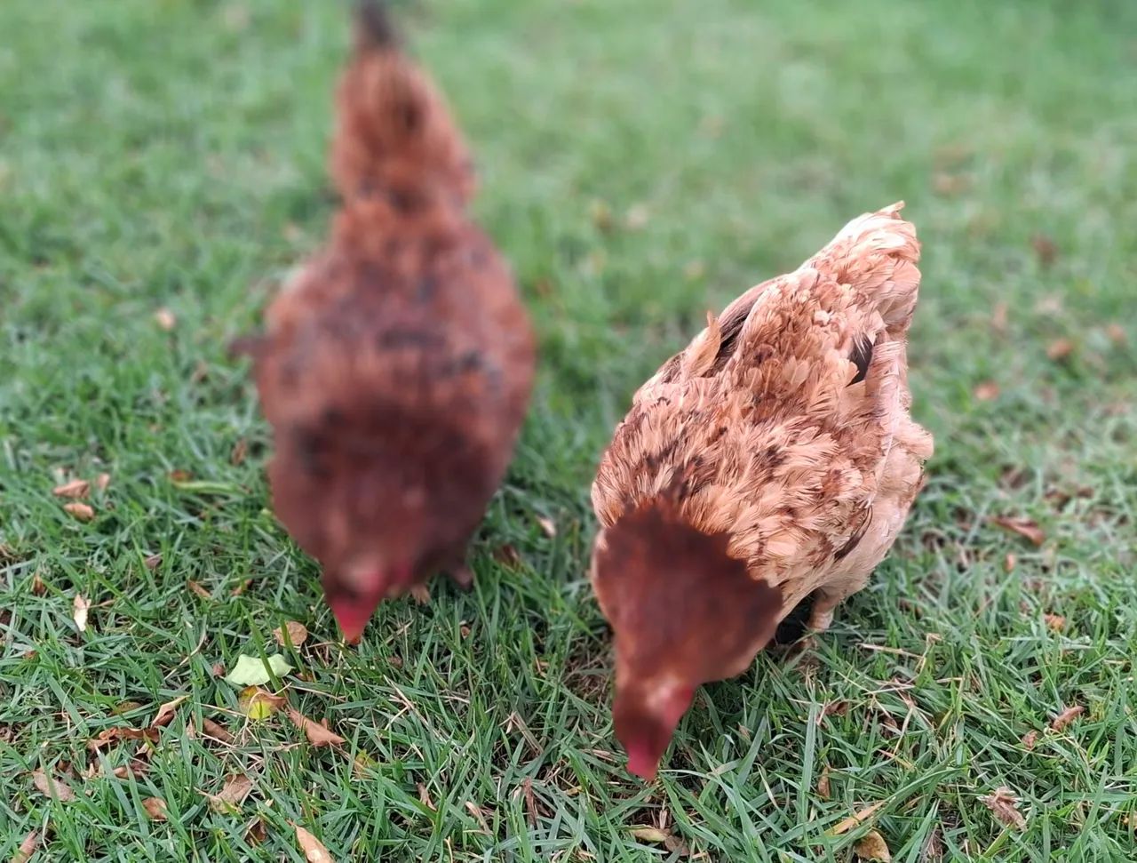 Duas Frangas Caipira 