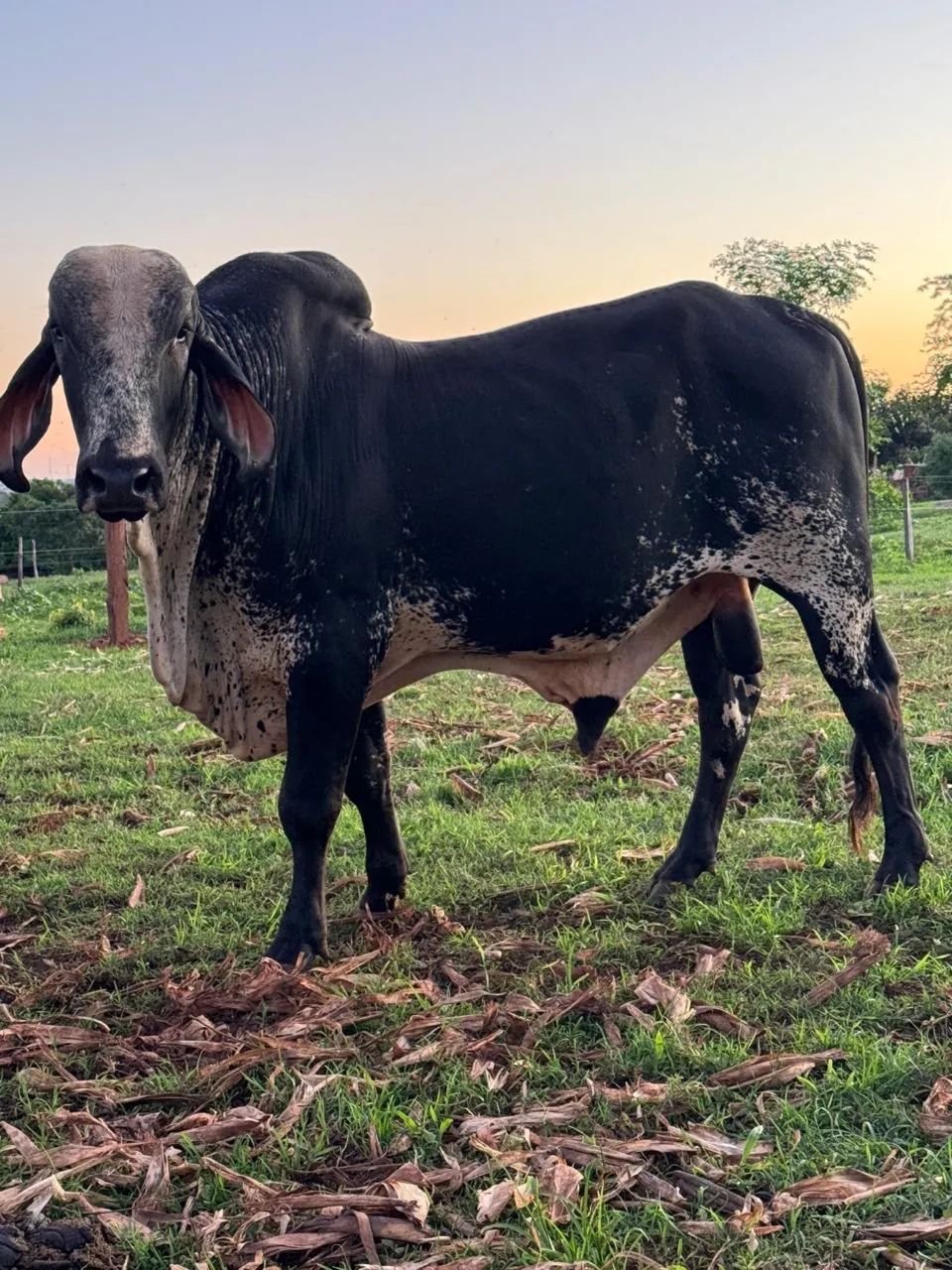 Vendo Boi Giro  - Foto 2