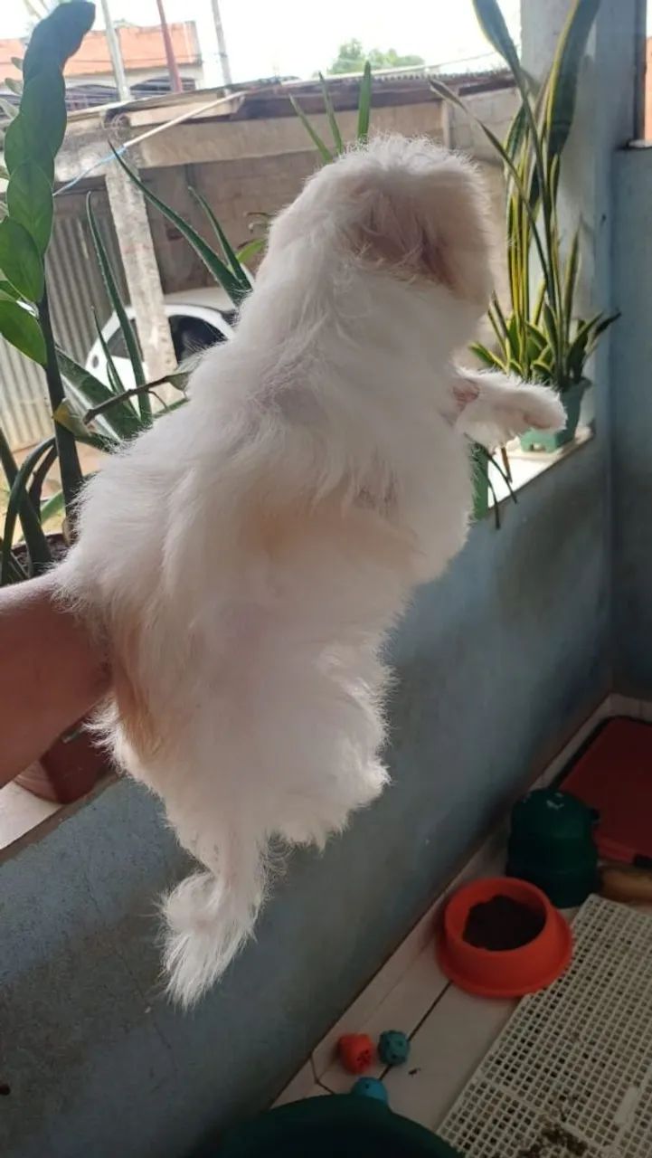 Maltês fêmea e macho 