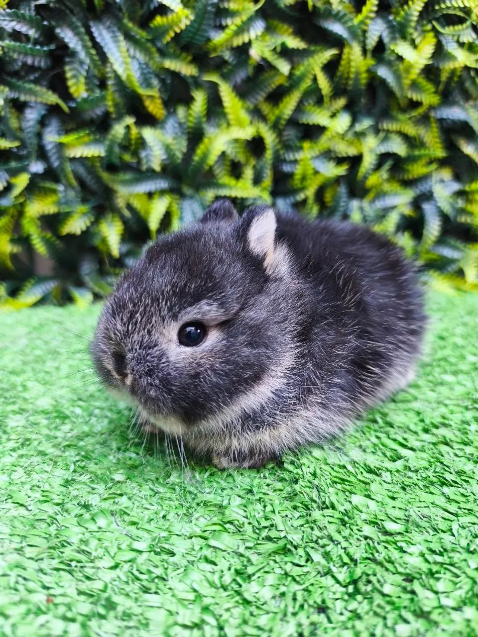Coelho anão Raça Netherland Dwarf  - Foto 3