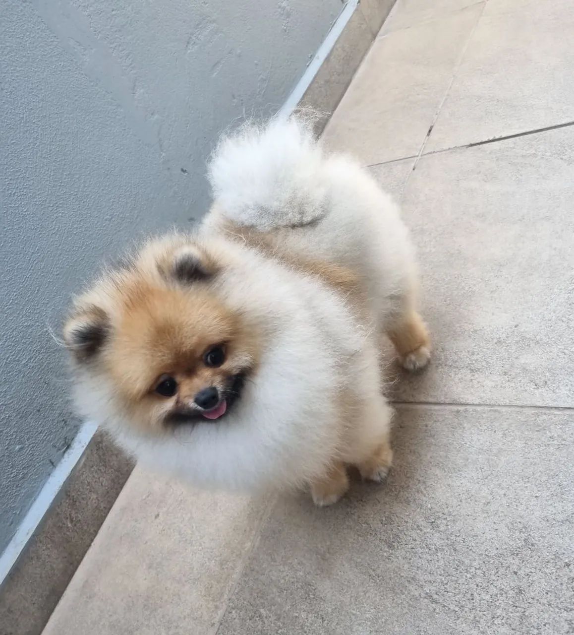 Spitz Alemão anão - Foto 2