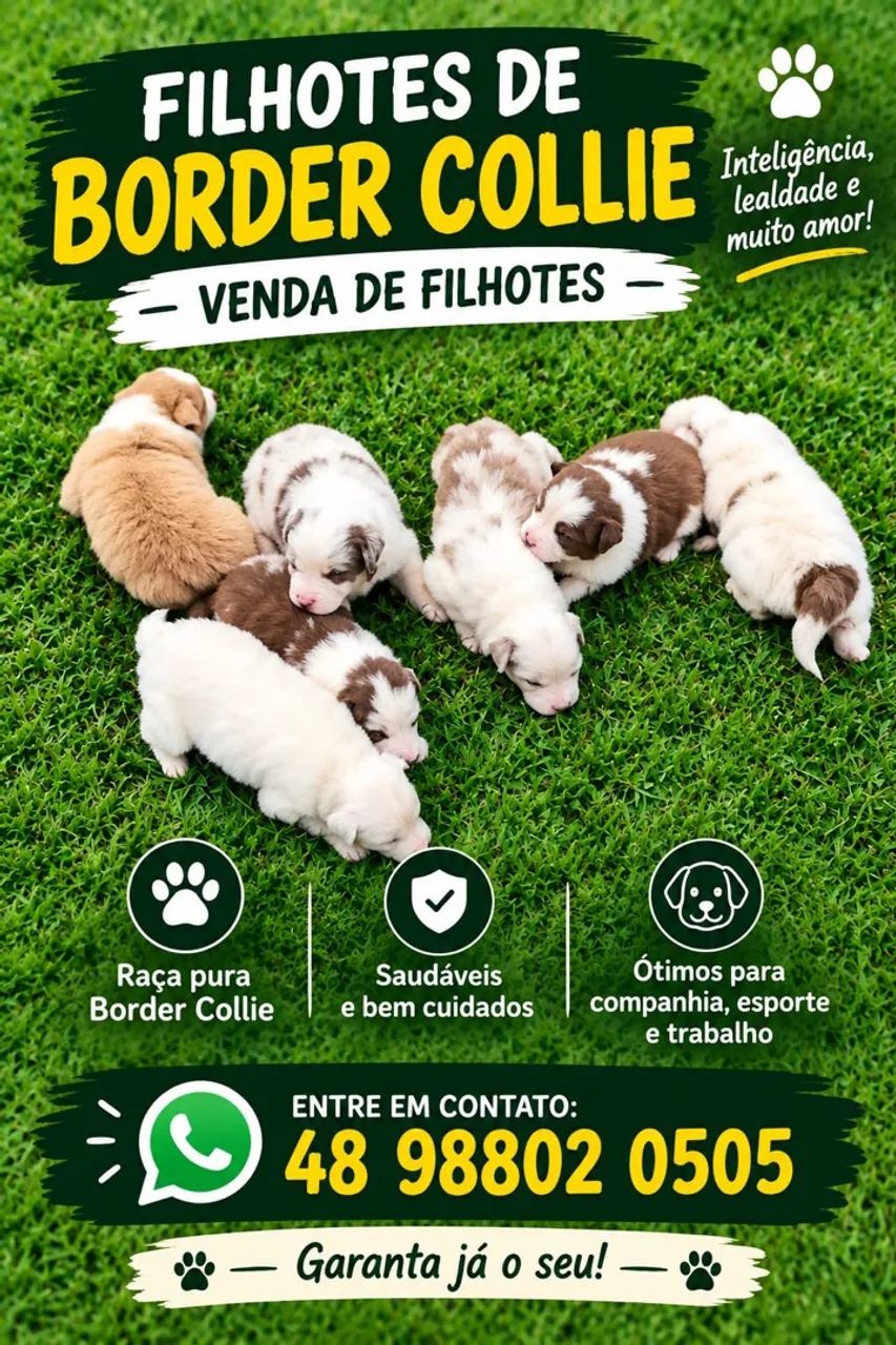 Vendo filhotes de boder collie
