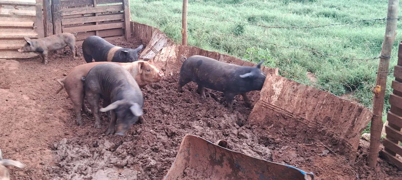 3 marroa e um cachaço 