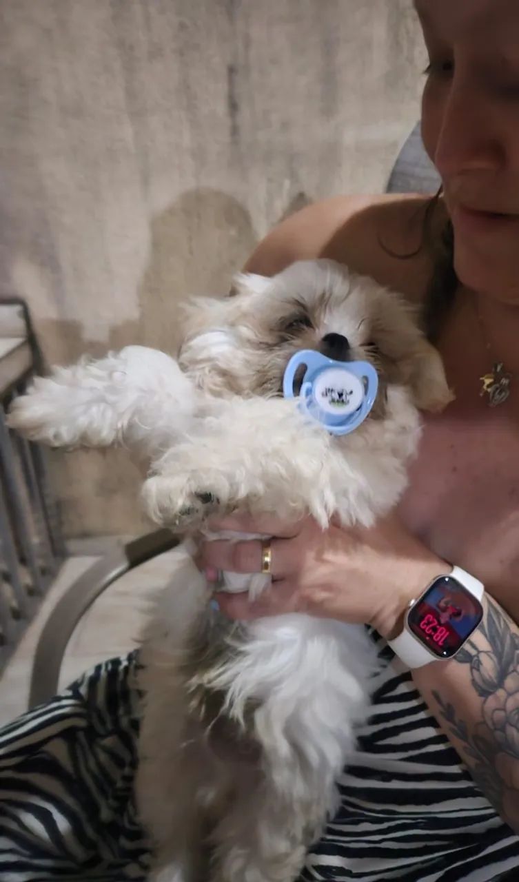 Shitzu macho 4 meses