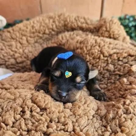 Yorkshire bebe 