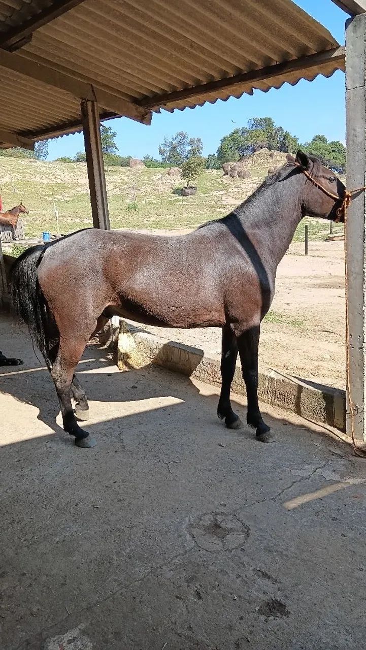 Cavalo 7 anos,  cor rosilho negro