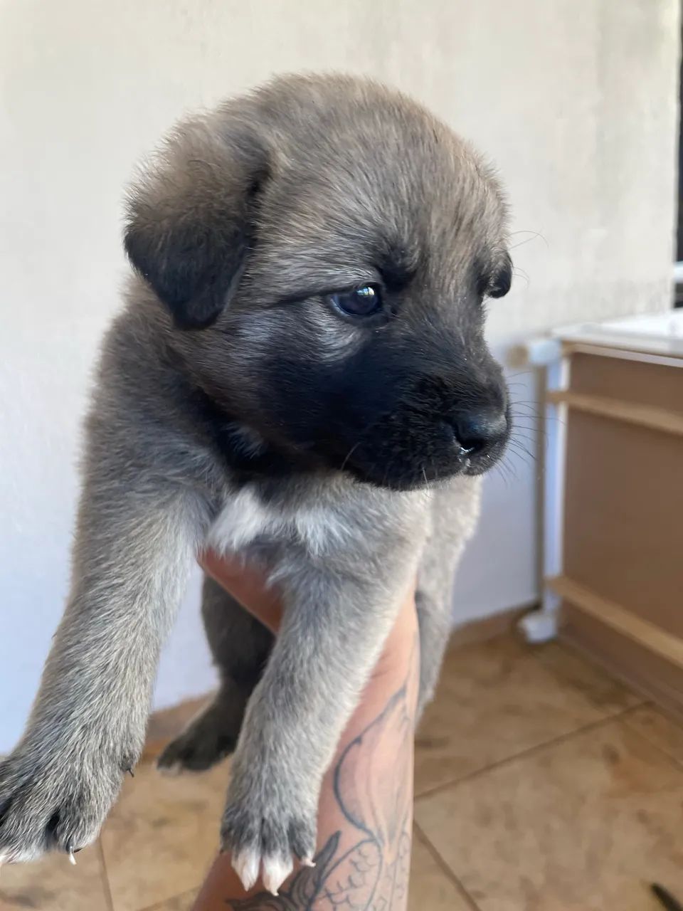 Doação de cachorro - Foto 5