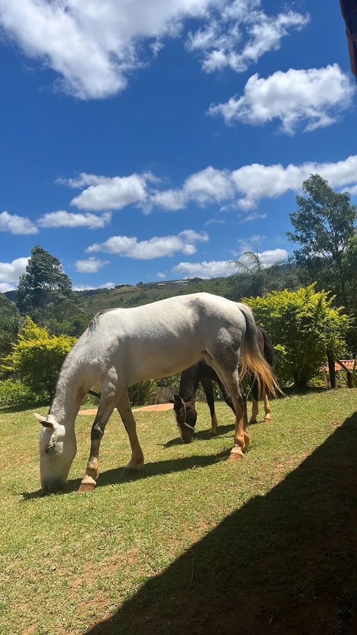 Égua e potra