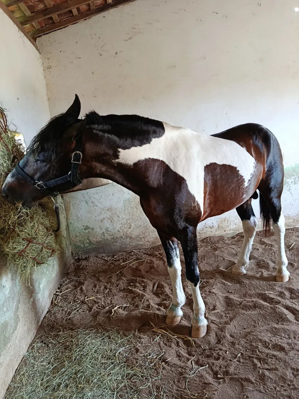 Cavalo mangalarga marchador puro
