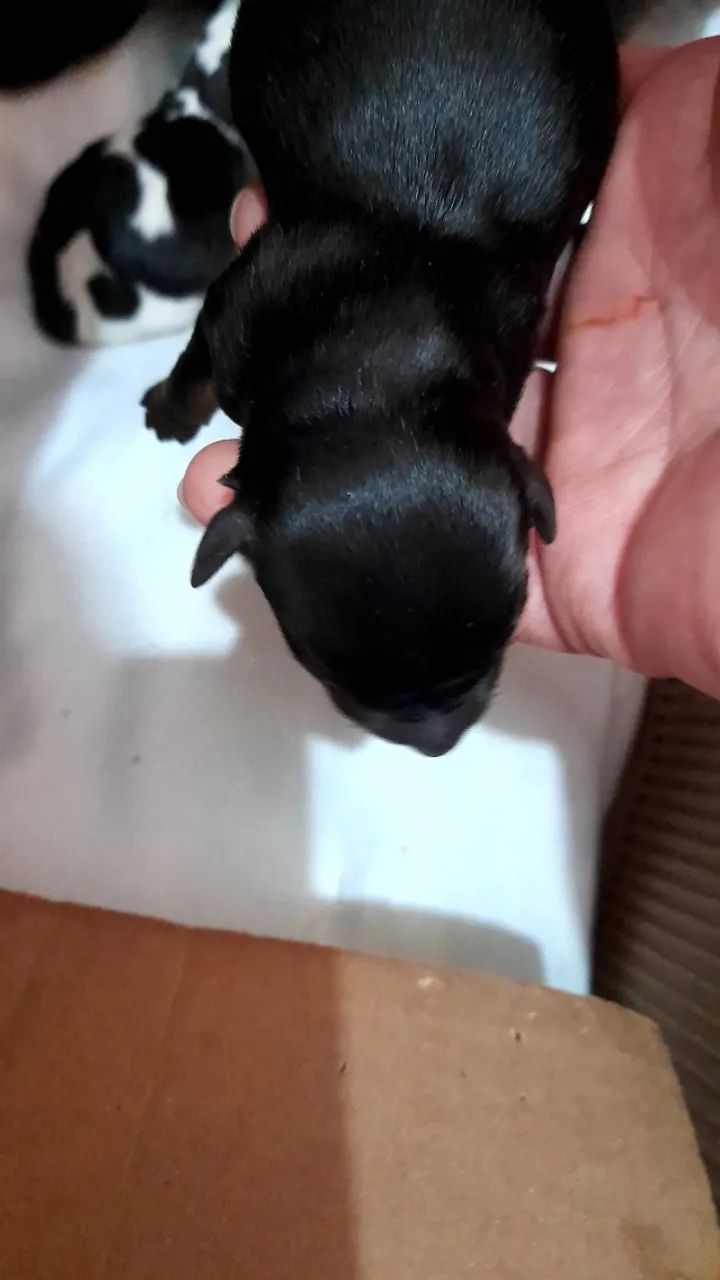 Filhotes de pinscher zero - Foto 3