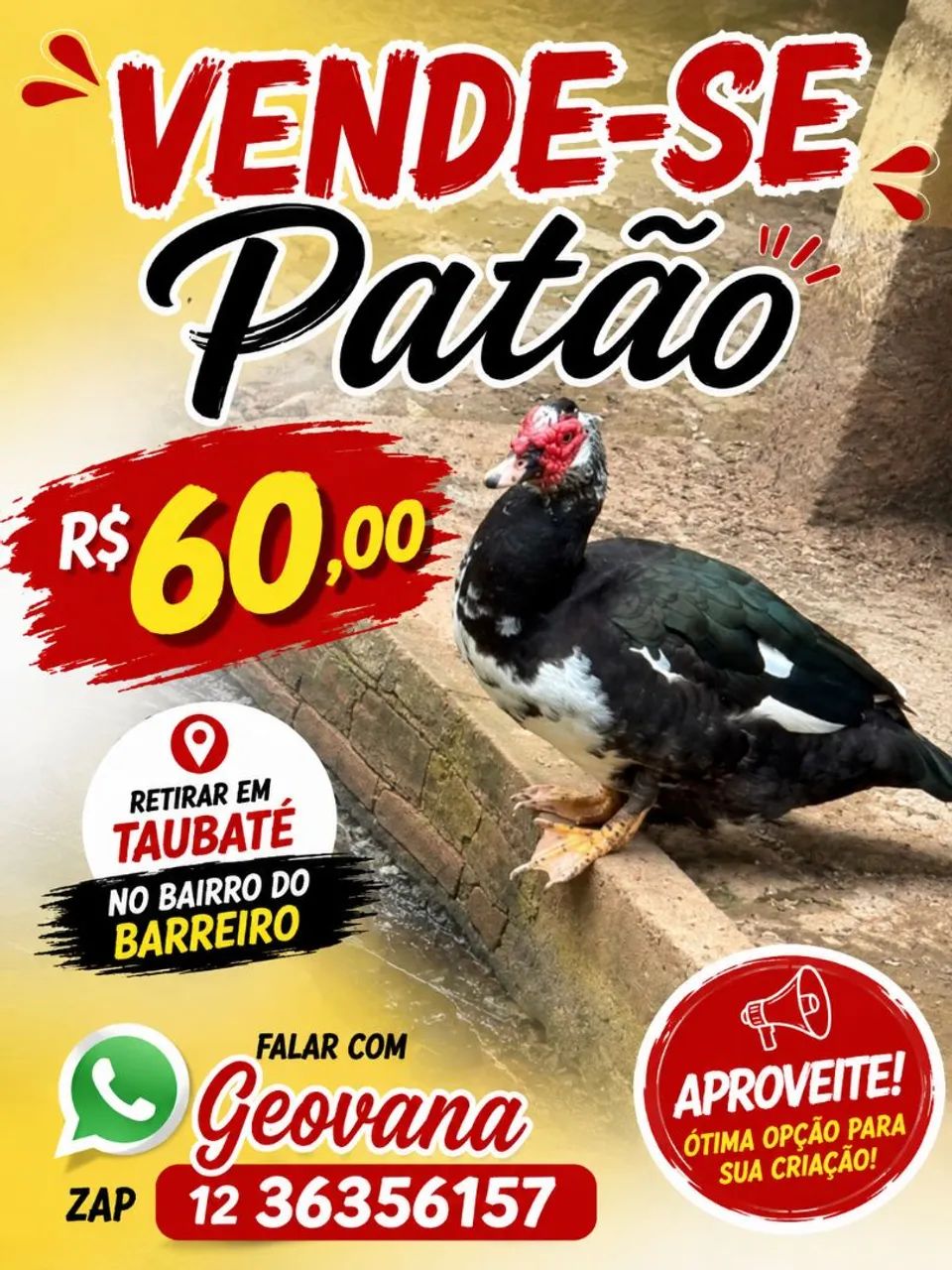 Patão 