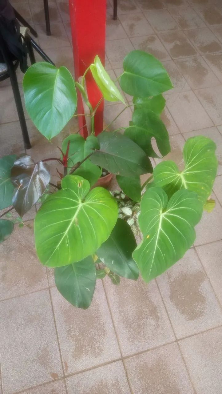 Costela de adão Combo verde magnata  - Foto 4