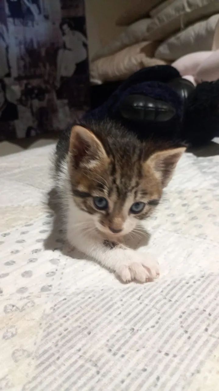 Doando gatinhos - Foto 3