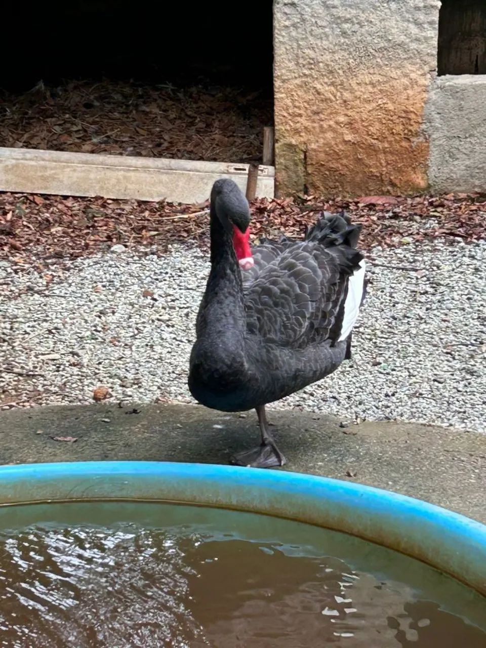 Vendo Cisne Negro - Foto 2