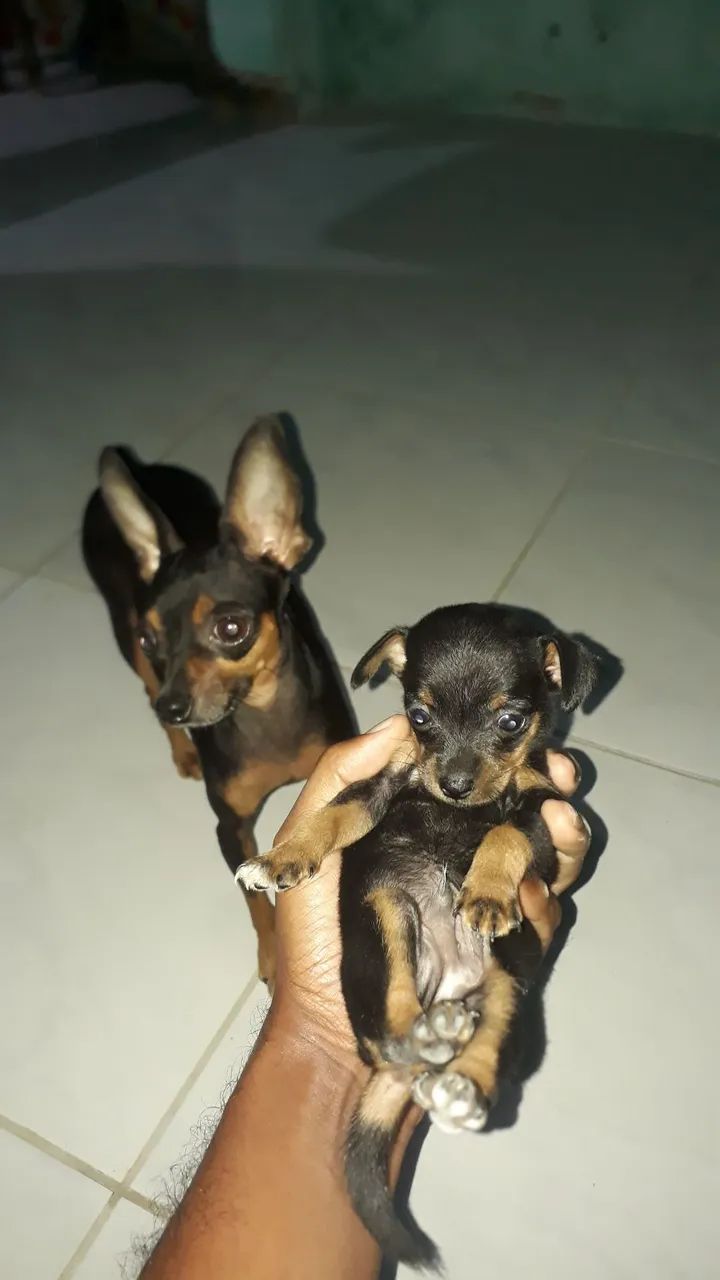 Filhote de pinscher n1 MACHO  - Foto 2