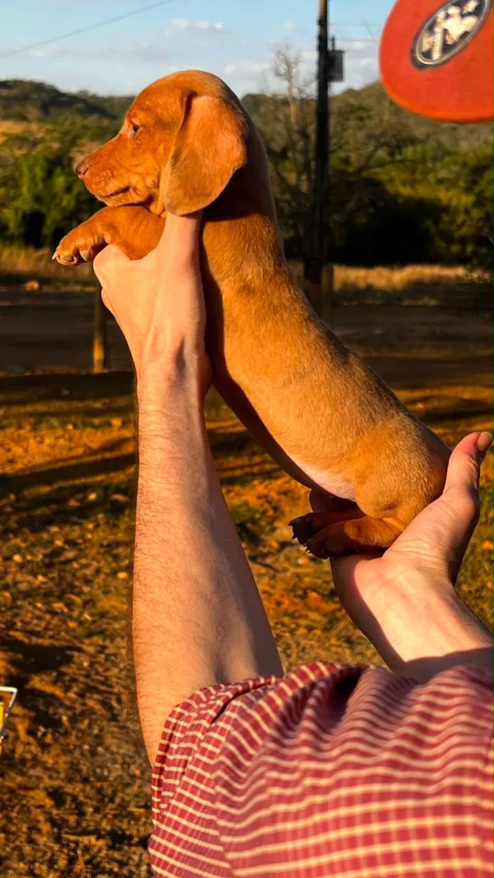 Cachorro(a) Dachshund