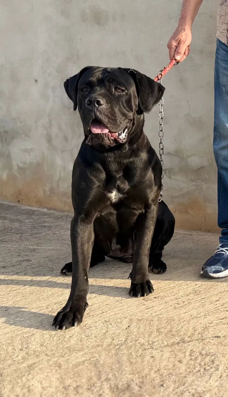 Cane corso macho - Foto 3
