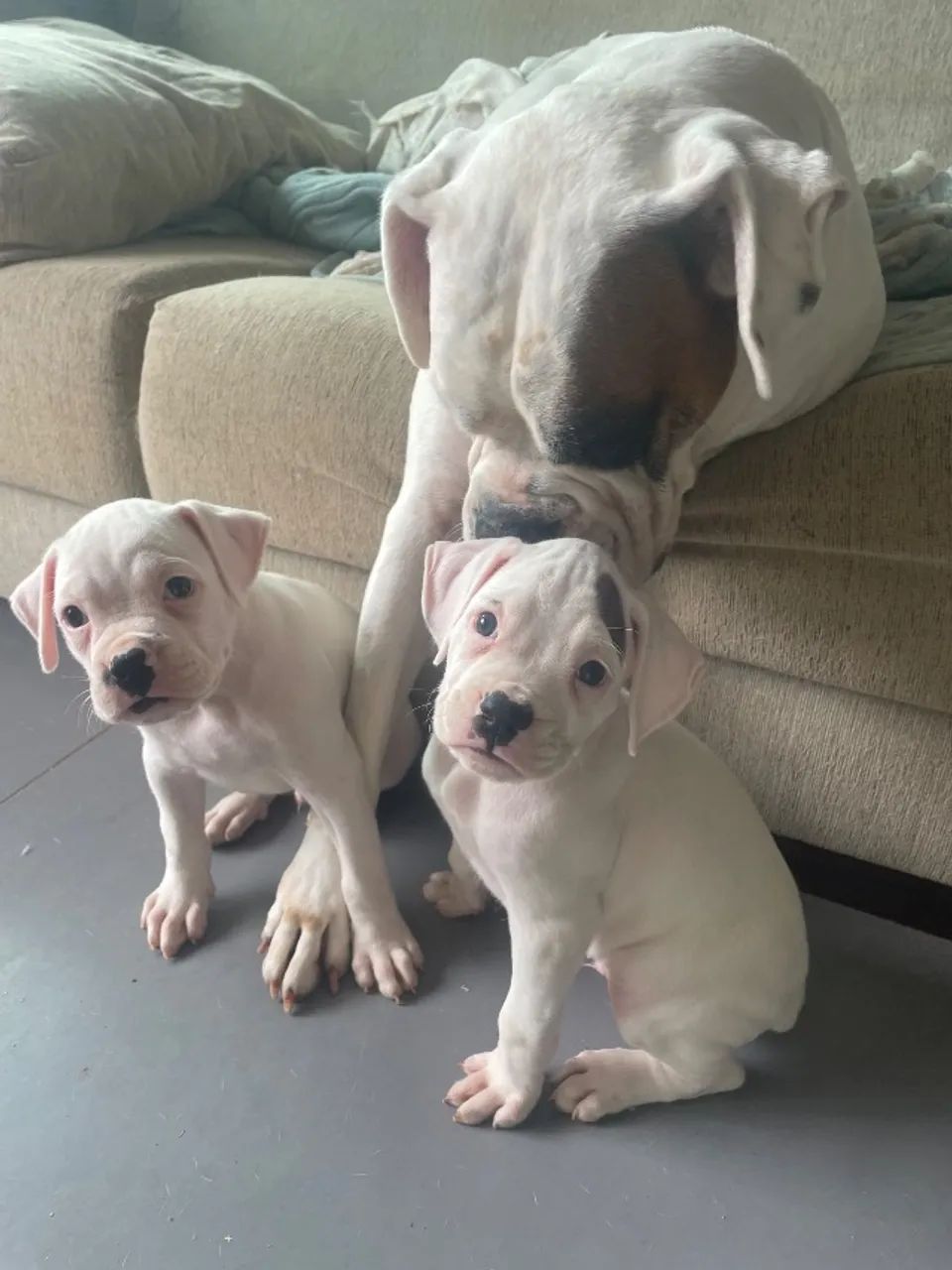 Boxer - Cachorros - José Mendes, Florianópolis 1496656628 | OLX