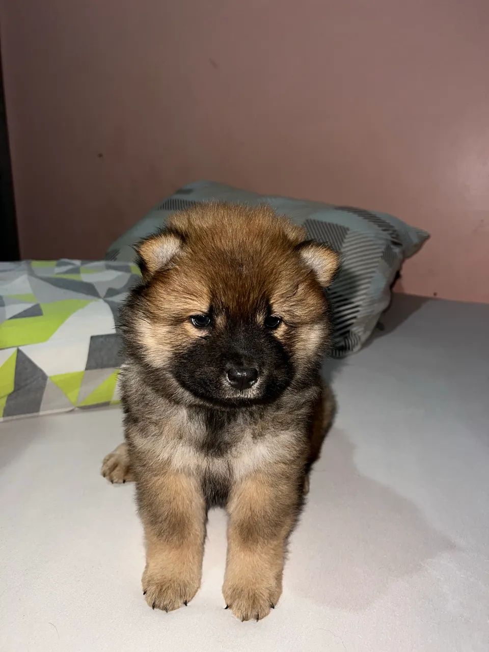 Cachorro chow chow  - Foto 4