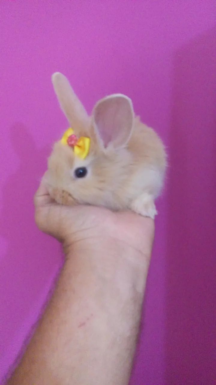 Mini coelhinho  - Foto 2