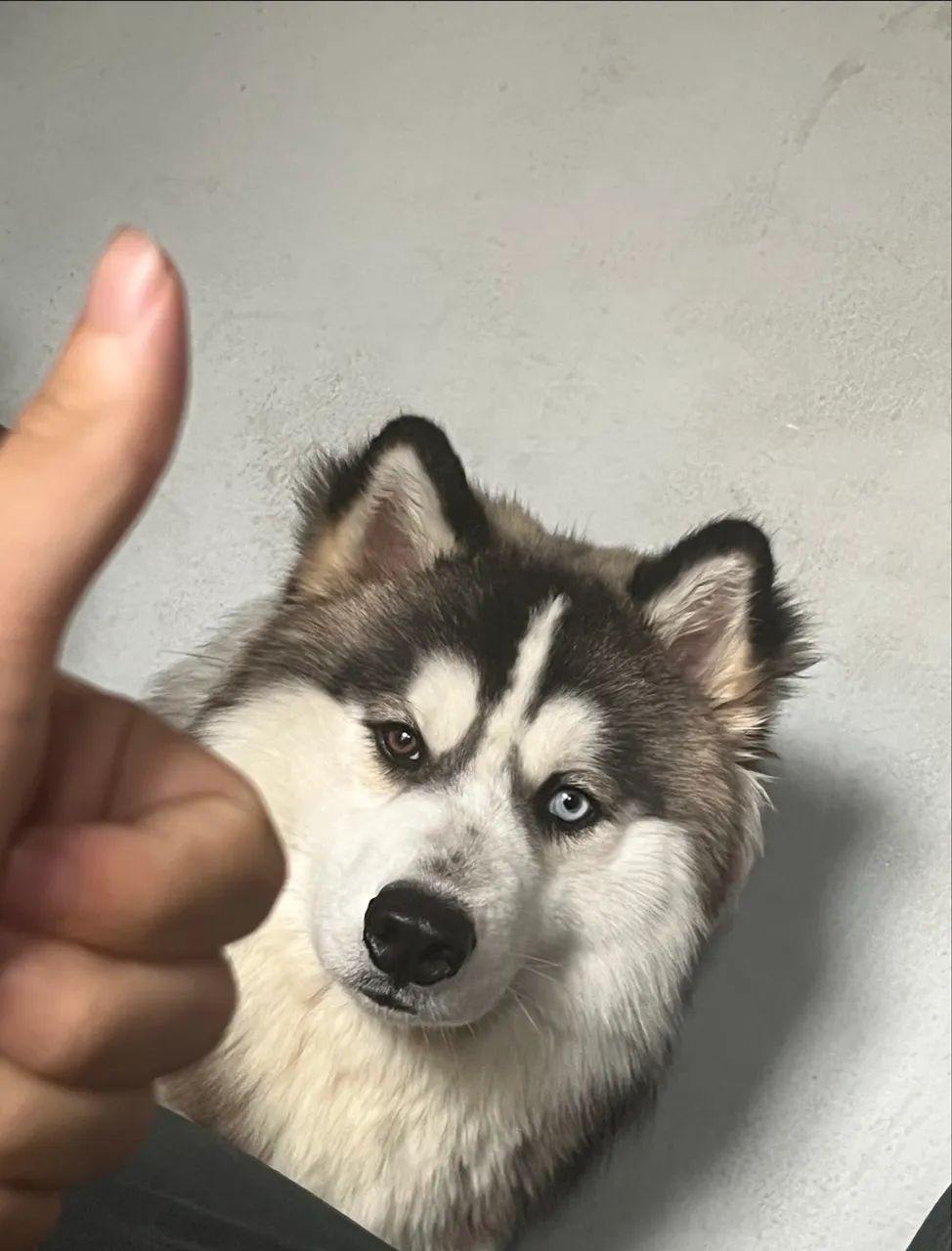 Husky siberiano  - Foto 4