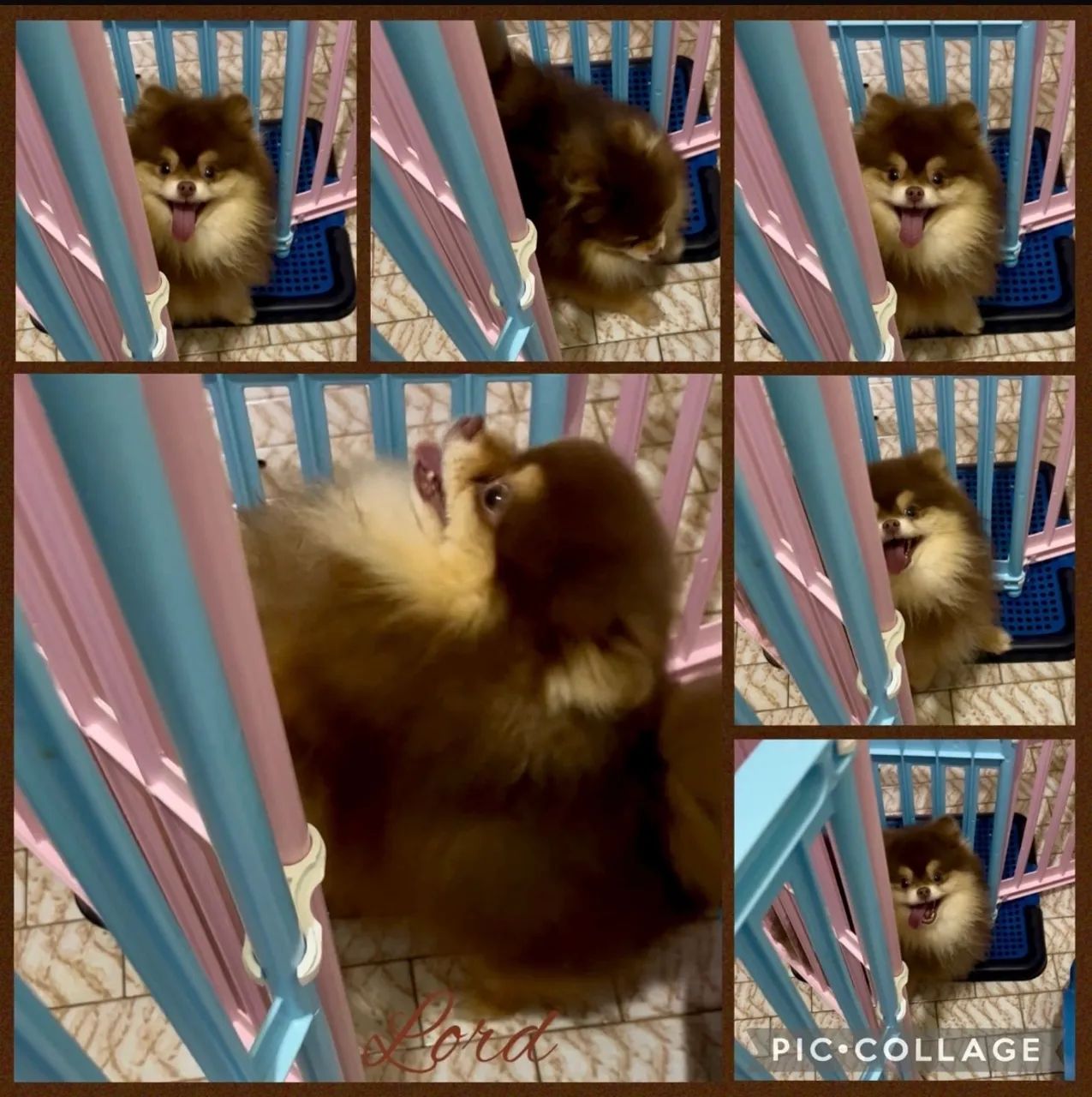 Fêmeas Spitz alemão ( Anão) -> Lulu da Pomerânia - Foto 2