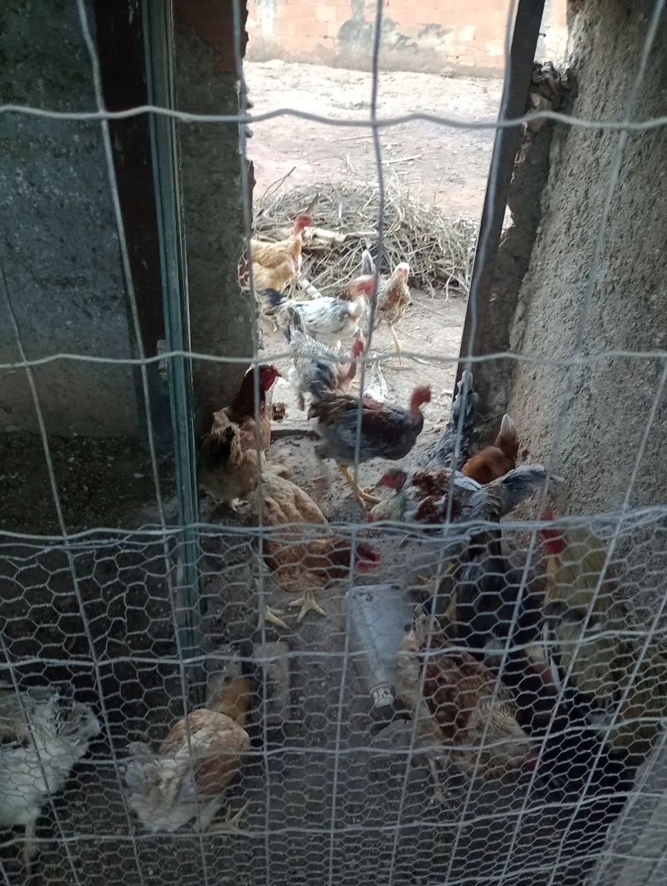 Frangos e frangas  - Foto 2