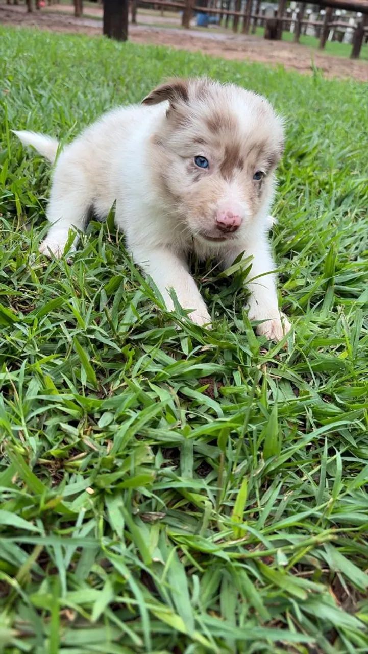 BORDER COLLIE  - Foto 3